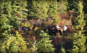 A moose in the forest