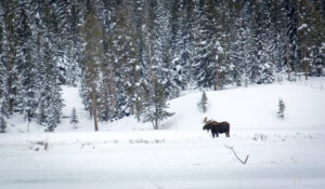 A moose in the snow