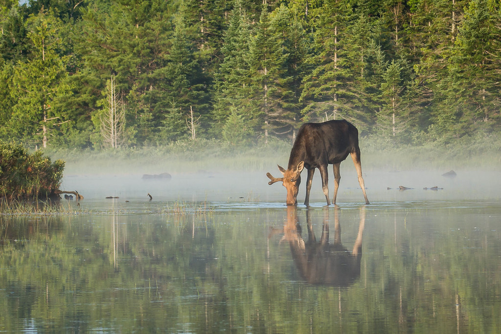 Bull moose in the mist IV